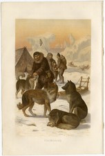 Husky Schlittenhund Winter