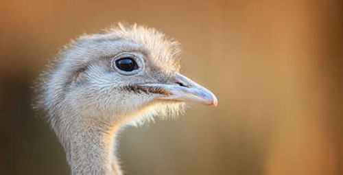 Wandbild großer nandus - nandus, rhea