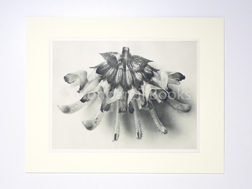 Karl blossfeldt urformen der - blossfeldt,