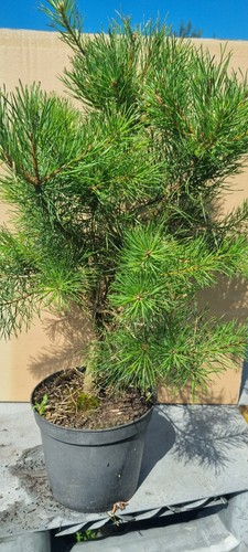 Bonsai kiefer pinus - kiefer,, im