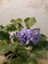 African Violet " EK - Nautilus " 2 Blätter Usambaraveilchen.  