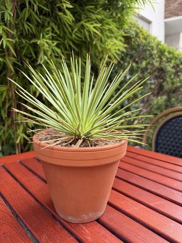 Agave striata var nana - agave,