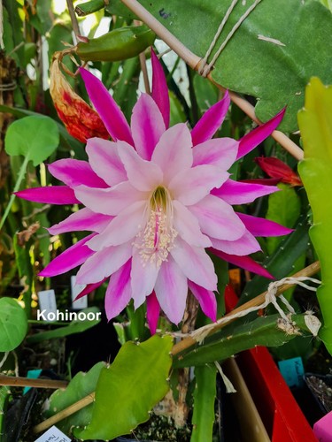 Epicactus kohinoor - epicactus, „