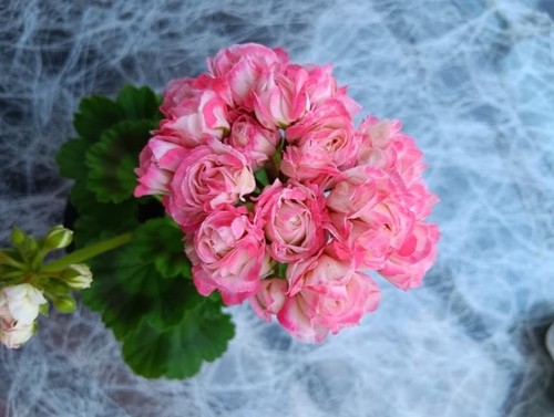 Geranie exotica appleblossom - geranie,