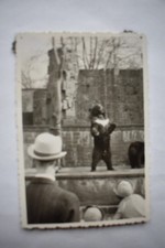 Foto-Bär auf zwei Füßen (Leipziger Zoo?)- vermutlich 30er Jahre