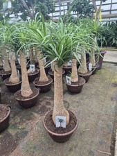 Elefantenfuß Beaucarnea