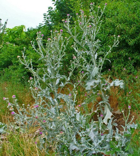 Super samen riesen distel - super, riesen-distel