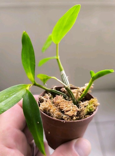 Dendrobium odoratum