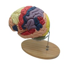 VEVOR Anatomie Modell