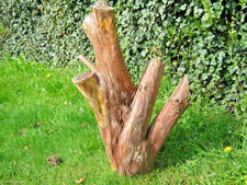 Eibe Baumstamm  Drechseln 77