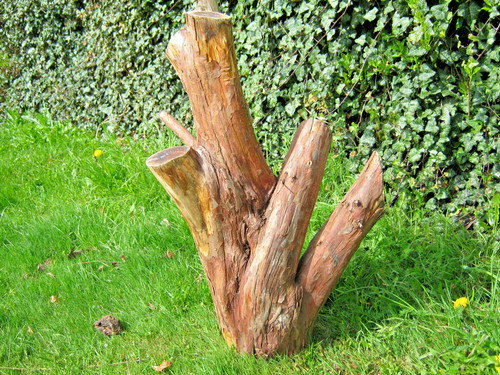 Eibe baumstamm drechseln 77 - baumstamm,