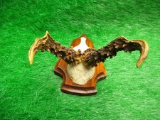 abnormer Rehbock Rehgehörn