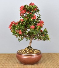 Bonsai Outdoor, Japanische