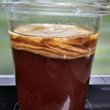 Kombucha (Scoby) Gesund