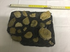 Fossilienplatte mit verschiedenen Fossilien