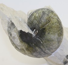 Ammonit, Eutrephoceras sp