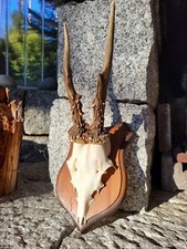 Rehgehörn Rehgeweih Krickerl