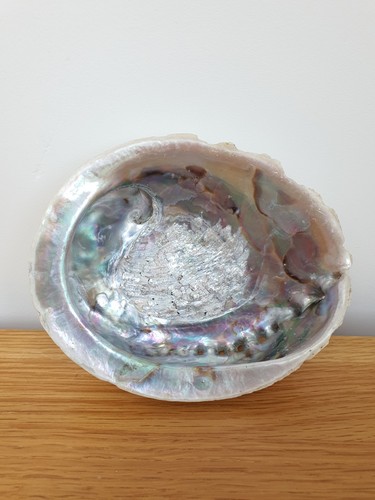 Abalone muschel - abalone,