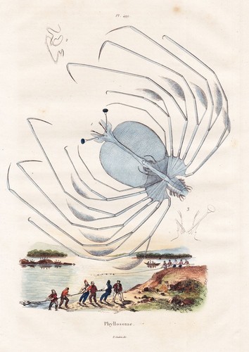 Phyllosoma larve langusten - phyllosoma,