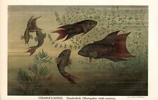 Makropode Großflosser  Paradiesfisch Macropodus opercularis  Lithographie 1894