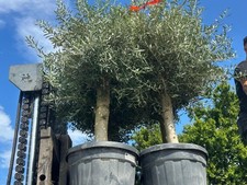 2x Olivenbaum ca. 40 Jahre Alt Winterhart bis -17 Höhe ca. 180cm Olea Europaea