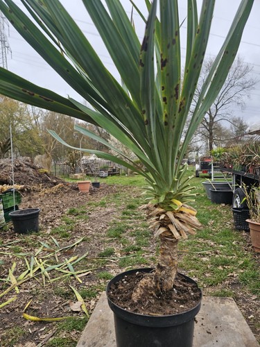 Yucca gloriosa 90cm 25cm - 90cm, /25cm