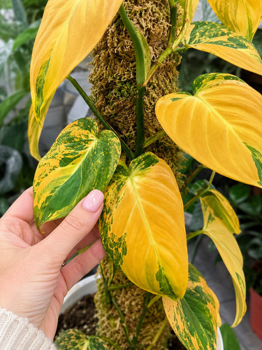 80002379 philodendron - 80002379,