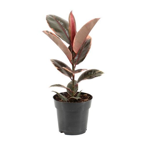 Gummibaum ficus elastica - ficus,