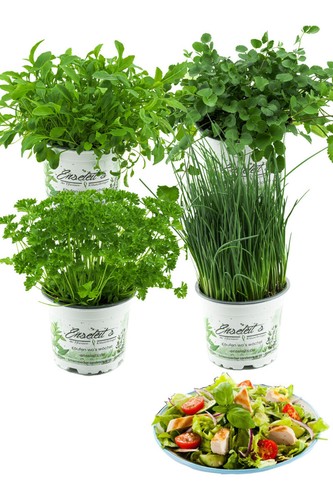 Salatkräuter set frische - salatkräuter-set,, 4