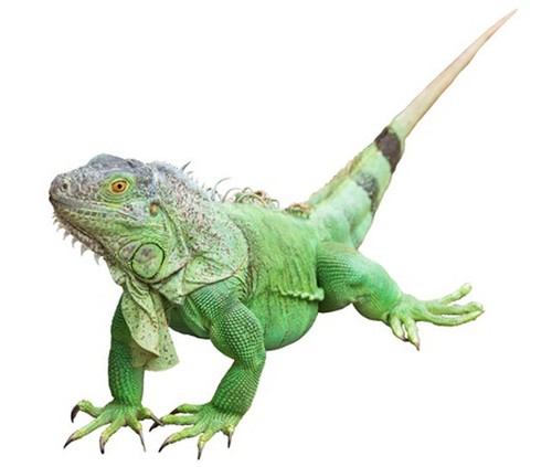 Wandbild grüner leguan - wandbild:,
