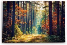 120x80cm Wandbild Wald Waldweg