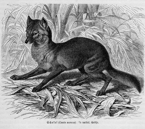 Goldschakal canis aureus - goldschakal,
