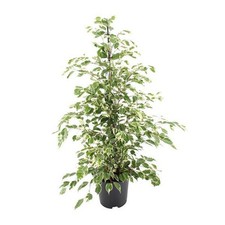 Bikrenfeige Ficus benjamina