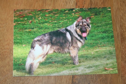 Hunde postkarte von poster - postkarte,