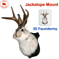 Jackalope Mount, Jackalope