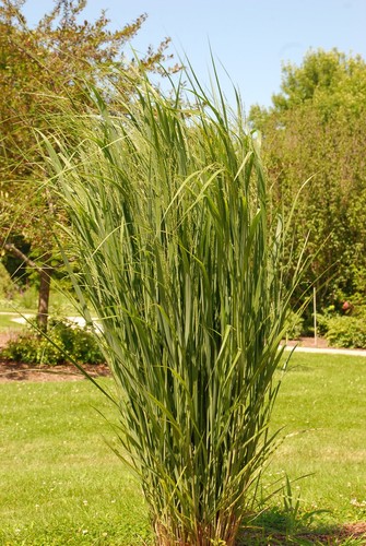 Panicum virgatum - 5,