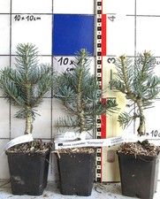 Abies concolor "Compacta", kompakte Form der Coloradotanne   -veredelte Pflanze-