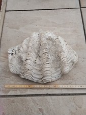 Riesenmuschel, Tridacna gigas, Indopazifisch, Gewicht 3,2 kg
