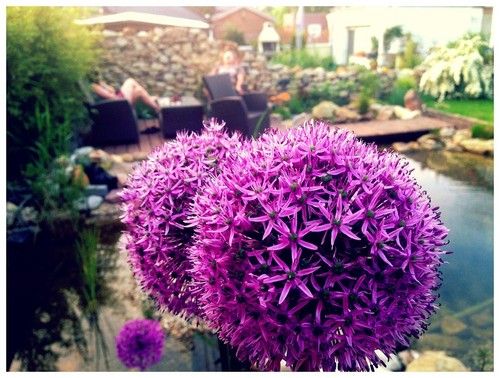 Winterhart pink allium - winterhart,