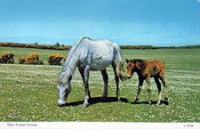 England new forest hampshire - england,