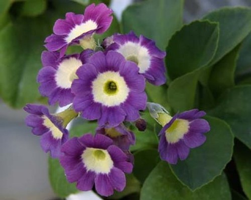 Rosa violette gartenaurikel - rosa-violette,