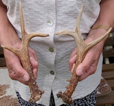 2 kapitale echte Rehbock Abwurfstangen Rehgeweih Rehgehörn Geweih