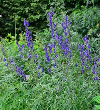 Eisenhut blau - Aconitum