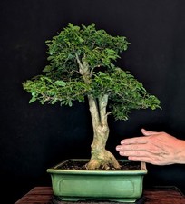 BONSAI CHINESISCHER LIGUSTER