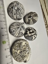 5 Versteinerte Seeigel Steinkerne Geschiebe Mecklenburg-Vorpommern 