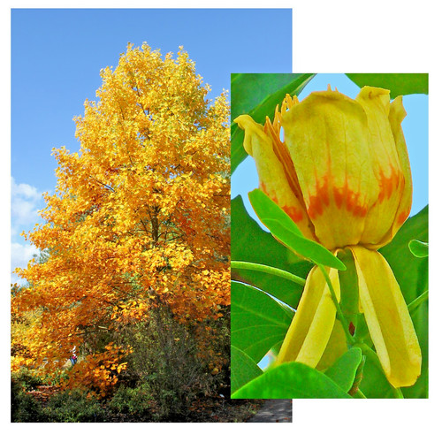 Samen tulpenbaum - samen,