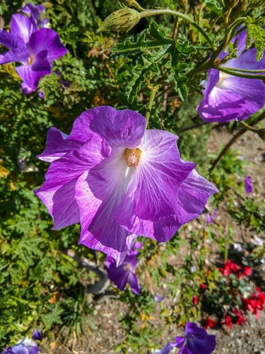 Samen blüten pflanze - samen,