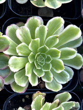 566 Aeonium Aqua Wave €9