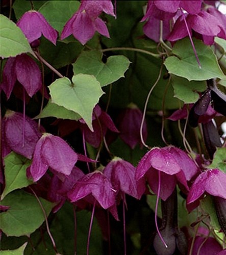 Rosenkleid rhodochiton - rosenkleid,