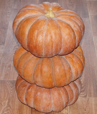 5 Samen Kürbis "Honigkuchen"